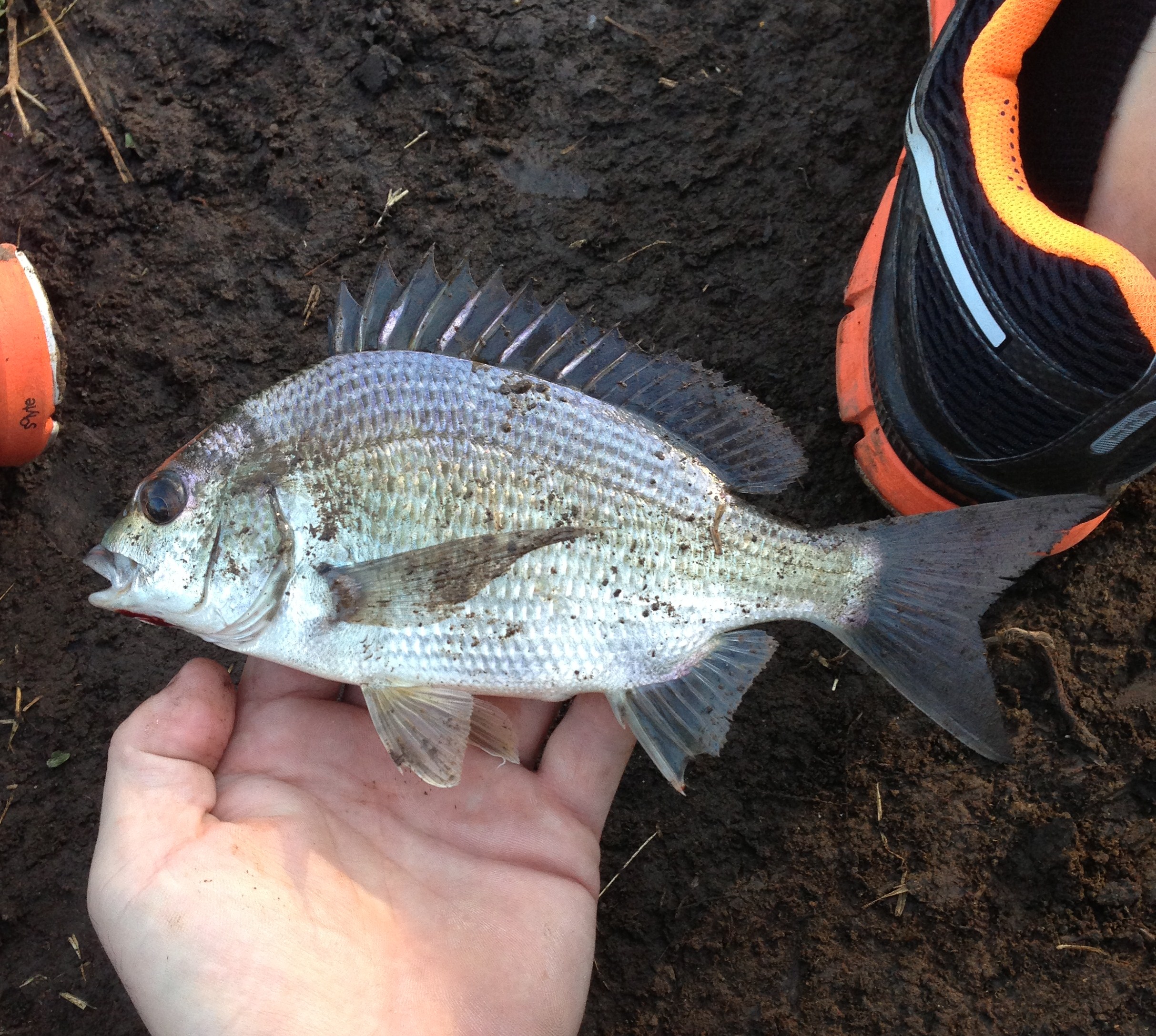 Swan River Bream Fishing Fishing WA. Fishing